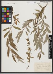 Foto von Salix alba L.